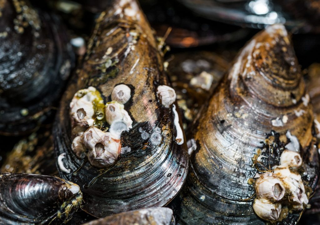 close-up-fresh-black-clams-store (1)