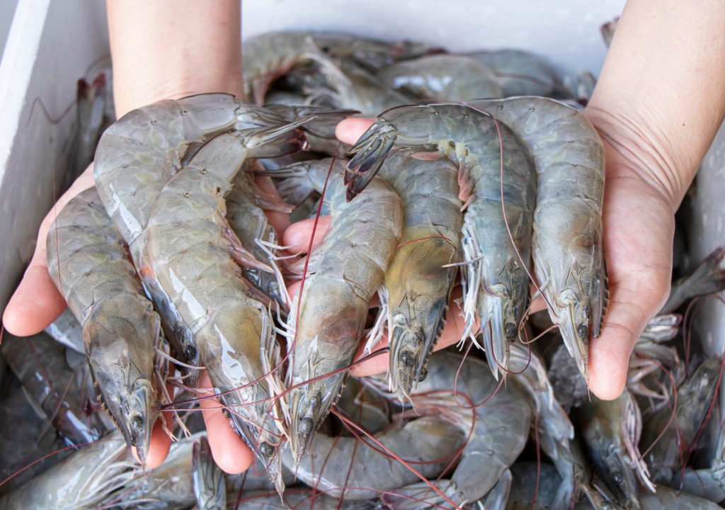 close-up-hand-holding-fresh-white-shrimp (1)